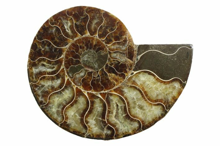 Cut & Polished Ammonite Fossil (Half) - Madagascar #354134